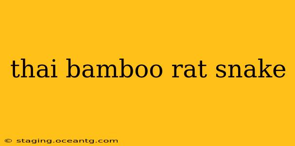 thai bamboo rat snake