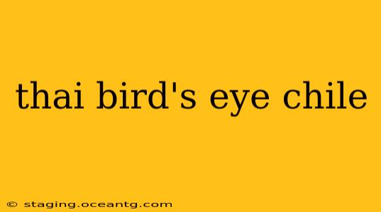 thai bird's eye chile