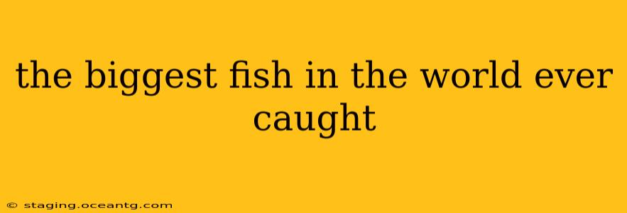 the biggest fish in the world ever caught