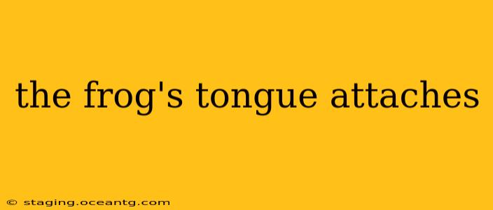 the frog's tongue attaches