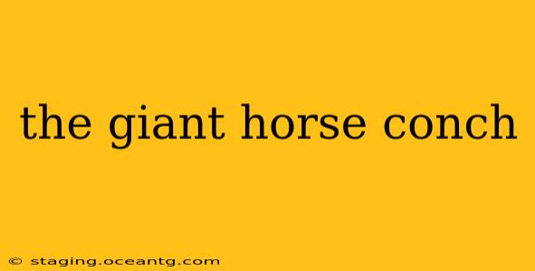 the giant horse conch