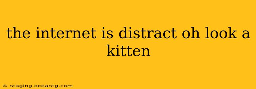the internet is distract oh look a kitten