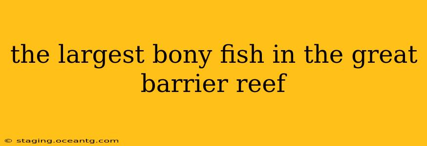 the largest bony fish in the great barrier reef