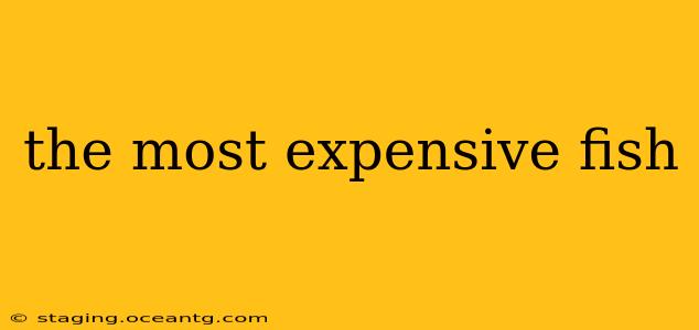 the most expensive fish