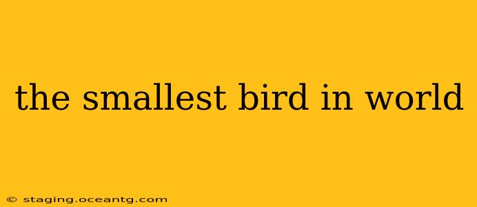 the smallest bird in world