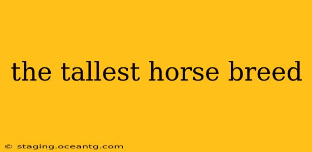 the tallest horse breed