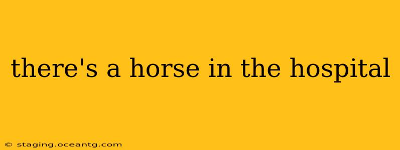 there's a horse in the hospital