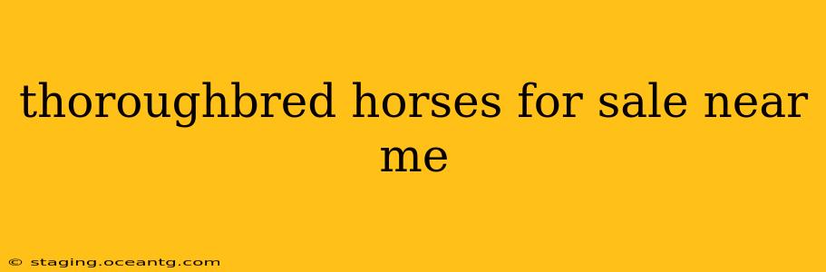 thoroughbred horses for sale near me