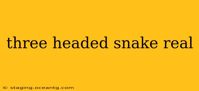 three headed snake real