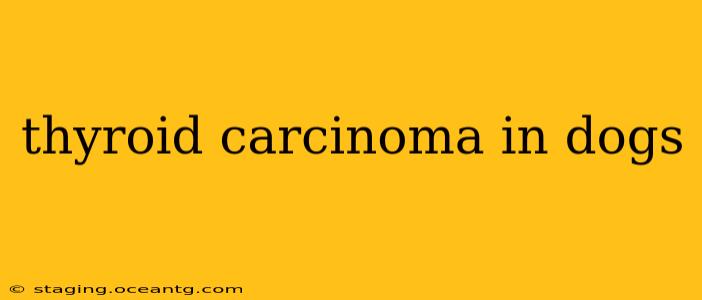 thyroid carcinoma in dogs