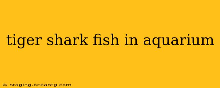 tiger shark fish in aquarium
