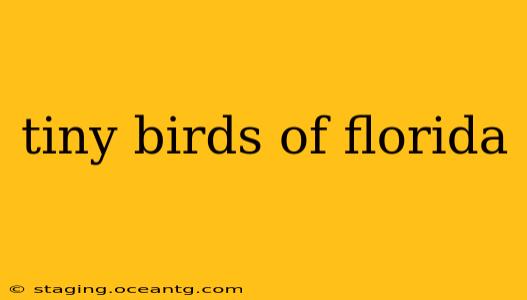 tiny birds of florida