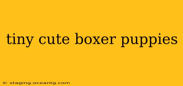 tiny cute boxer puppies