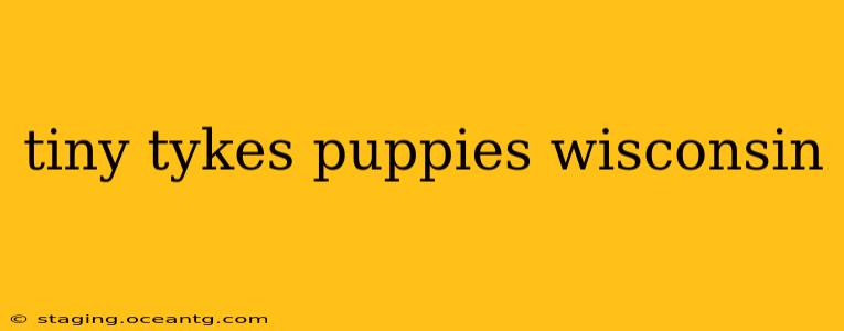 tiny tykes puppies wisconsin