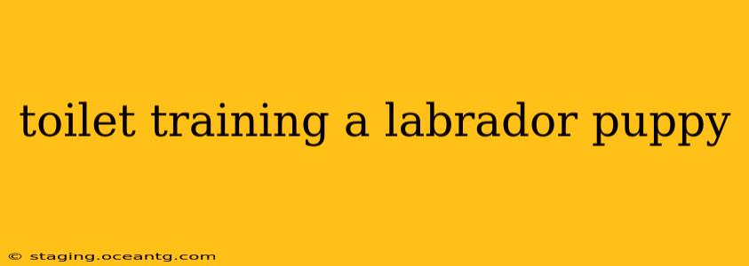 toilet training a labrador puppy