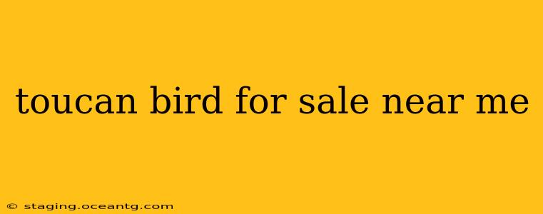 toucan bird for sale near me