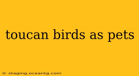 toucan birds as pets