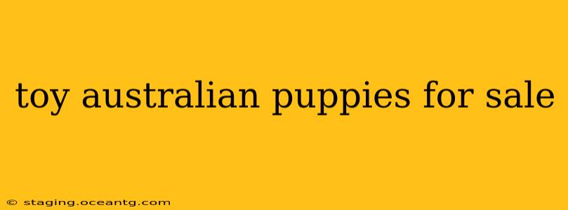 toy australian puppies for sale