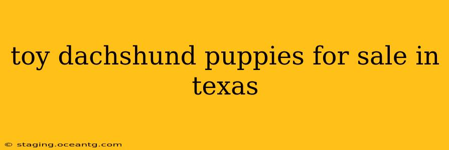 toy dachshund puppies for sale in texas