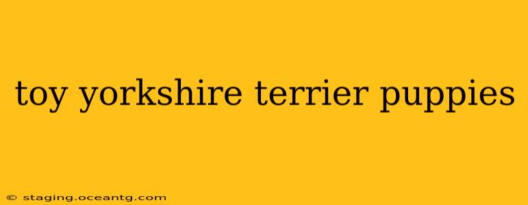 toy yorkshire terrier puppies
