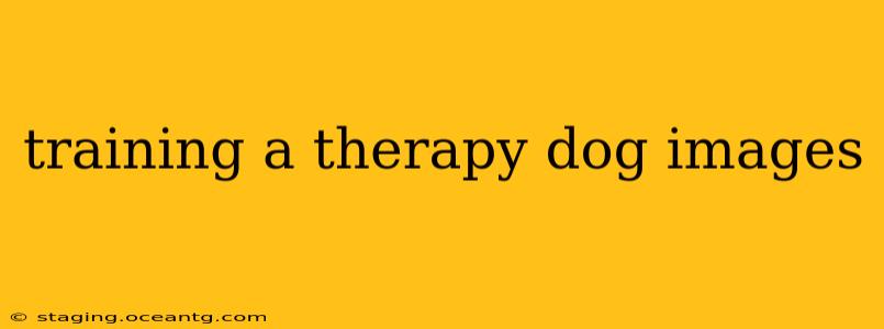 training a therapy dog images