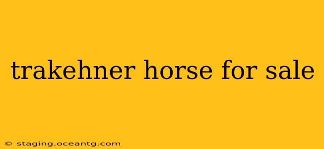 trakehner horse for sale