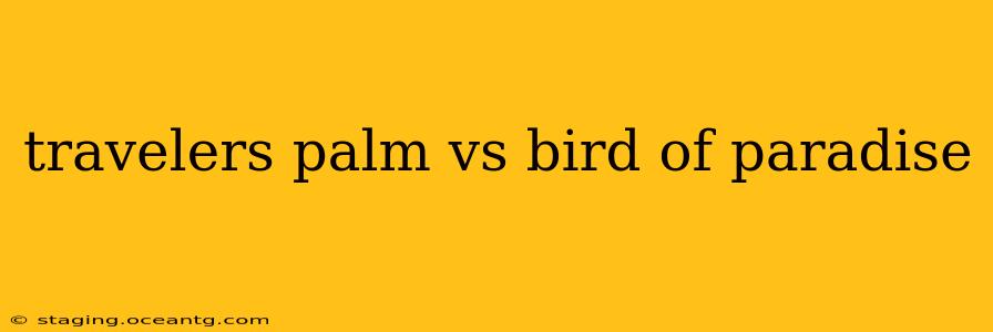 travelers palm vs bird of paradise