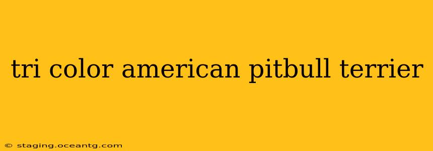 tri color american pitbull terrier