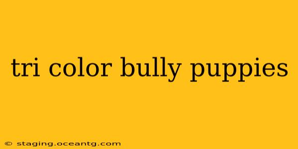 tri color bully puppies