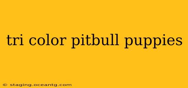 tri color pitbull puppies