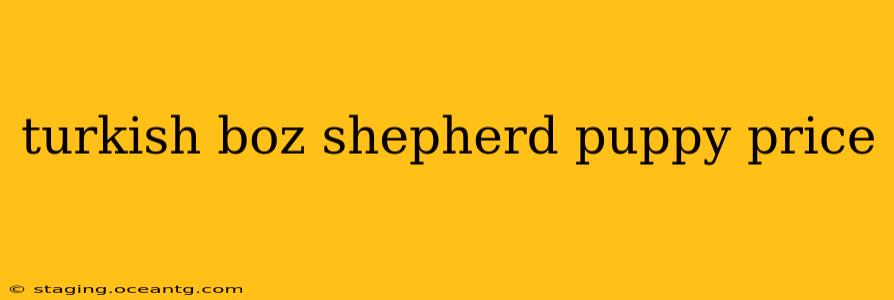 turkish boz shepherd puppy price