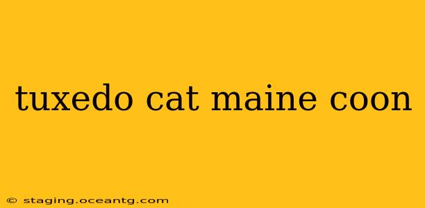 tuxedo cat maine coon