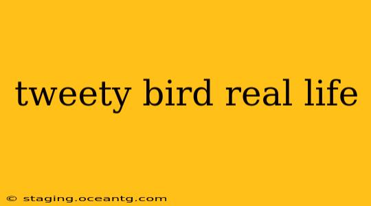 tweety bird real life