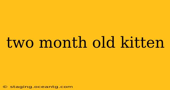 two month old kitten