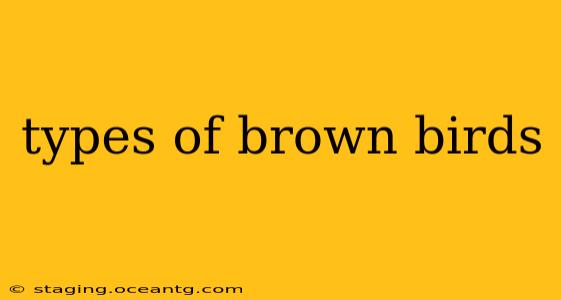 types of brown birds