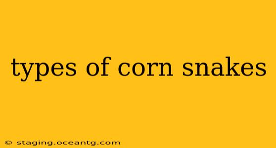 types of corn snakes