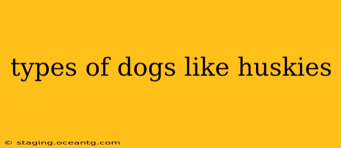 types of dogs like huskies