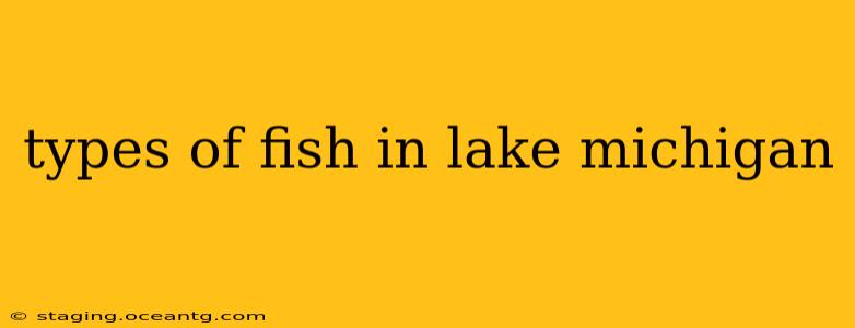 types of fish in lake michigan