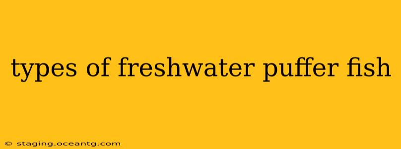 types of freshwater puffer fish
