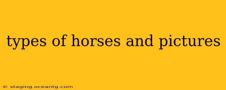 types of horses and pictures