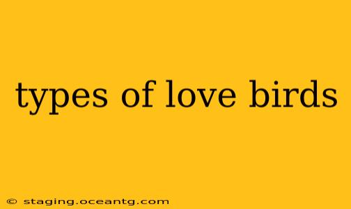 types of love birds