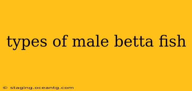 types of male betta fish