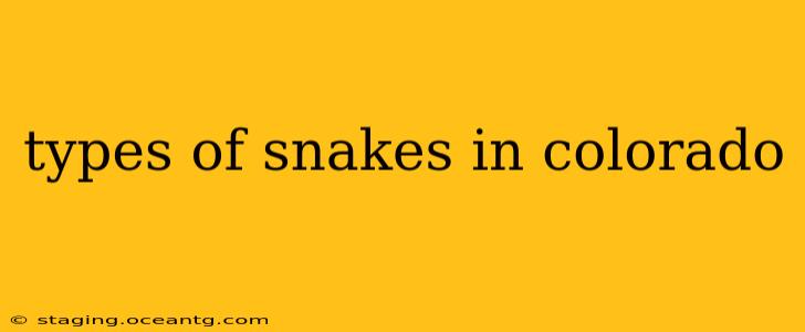 types of snakes in colorado