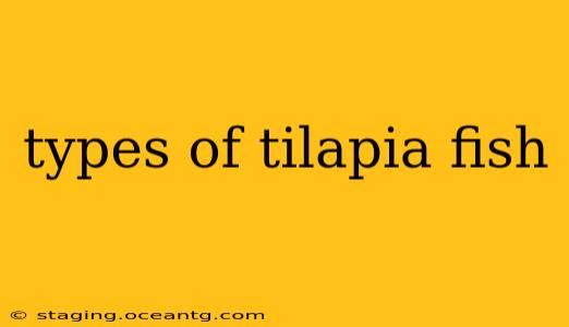 types of tilapia fish