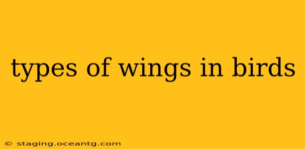 types of wings in birds