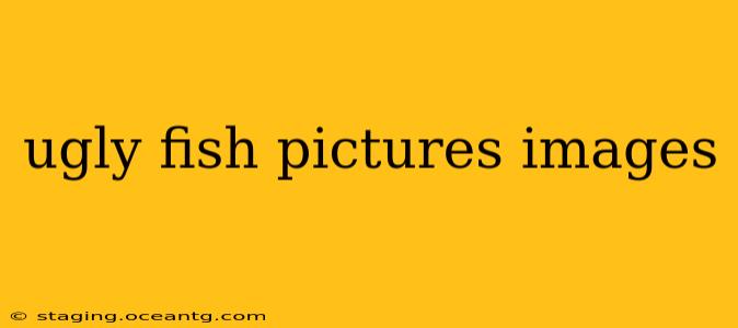 ugly fish pictures images