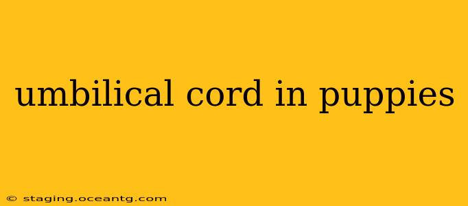 umbilical cord in puppies