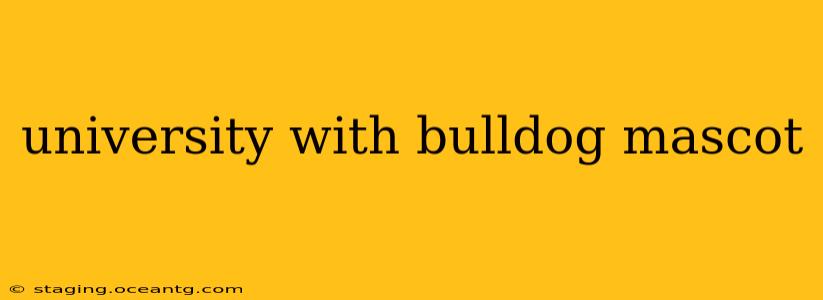 university with bulldog mascot