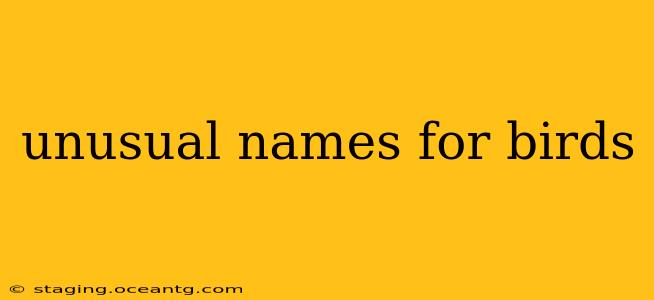unusual names for birds