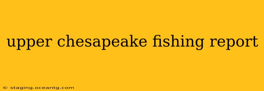 upper chesapeake fishing report
